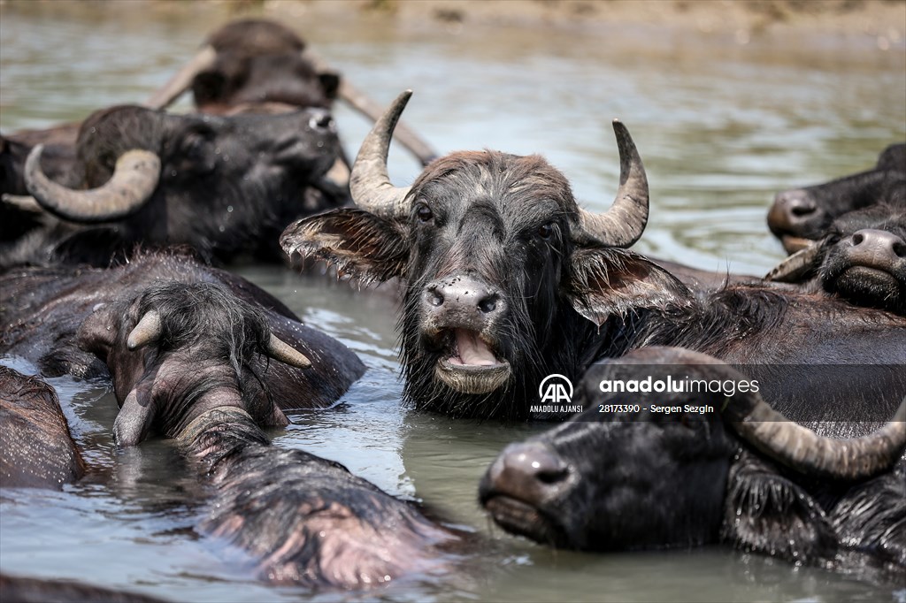 Afrika Değil, Mustafakemalpaşa!