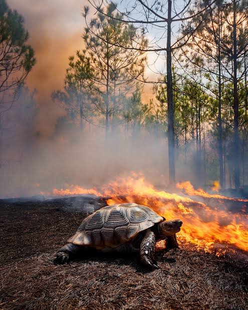 Alevlerin Yaktığı İller Afet Bölgesi İlan Edildi!