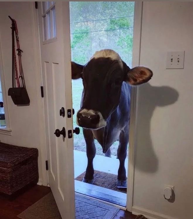 iPhone mu, İnek mi?