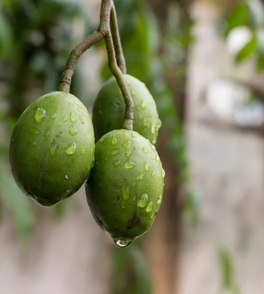 Zeytin Üreticilerine 2. Dönem İlaçlama Uyarısı