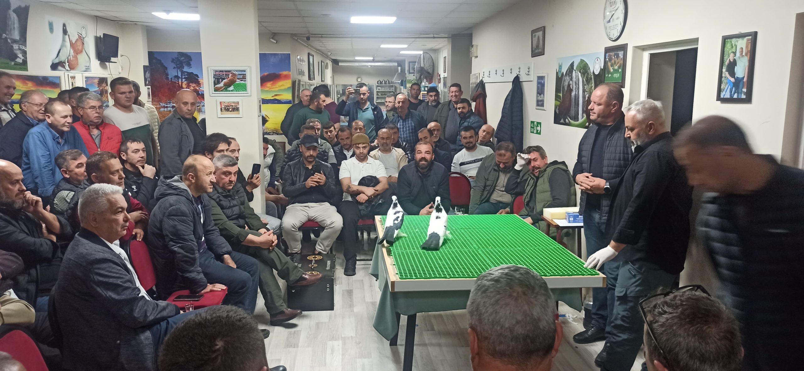 KARA KUYRUK GÜVERCİN SEVDALILARI BULUŞTU